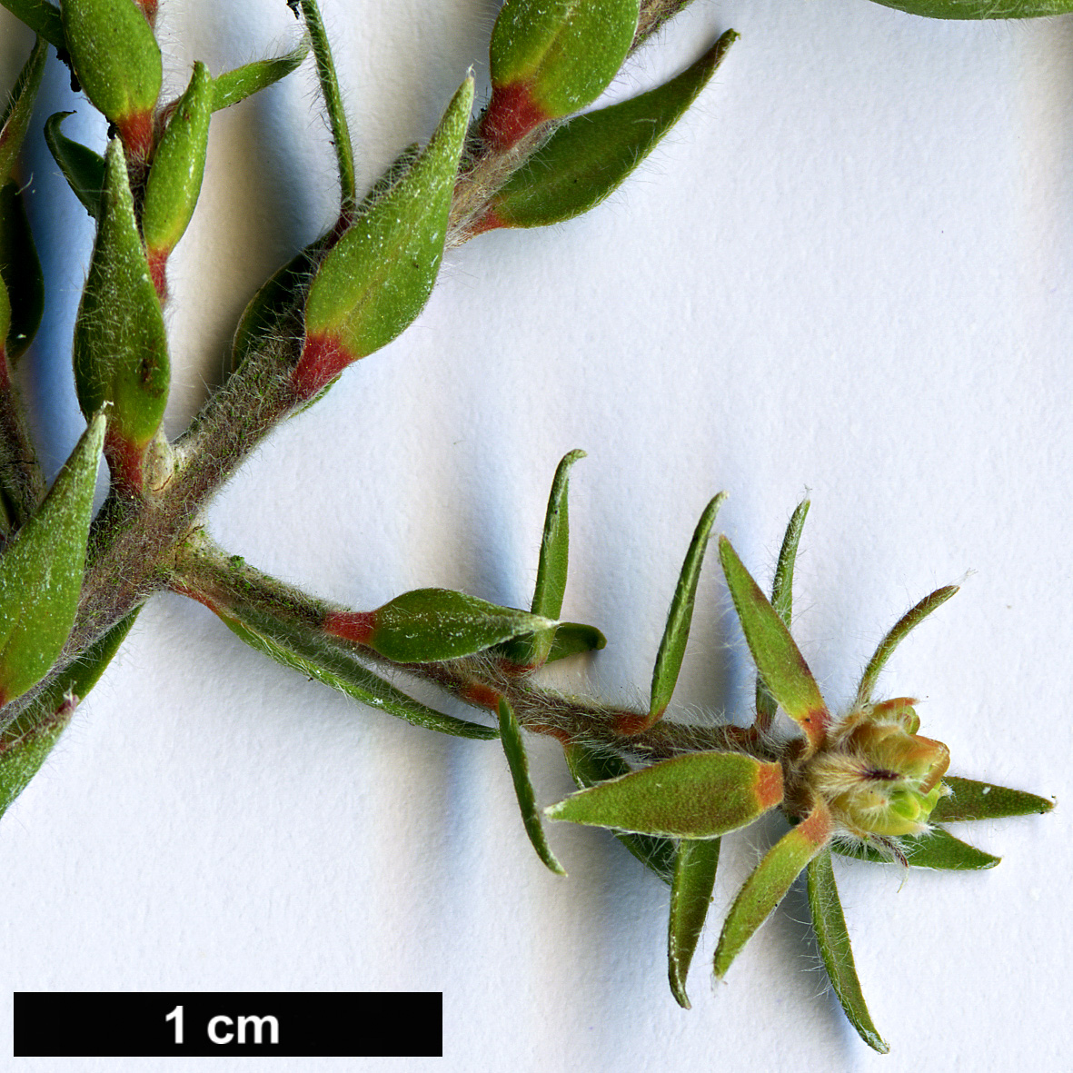 High resolution image: Family: Myrtaceae - Genus: Melaleuca - Taxon: squamea - SpeciesSub: var. alba